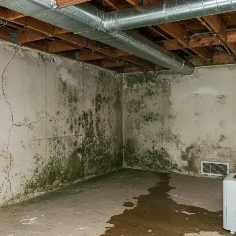 Professional Mold Removal in Fayetteville, NC